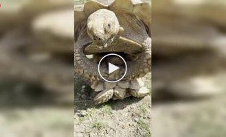 В зоопарке смотритель вмешался в «личный момент» черепах