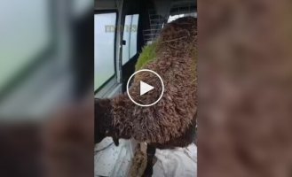 На шерсти овцы выросла трава