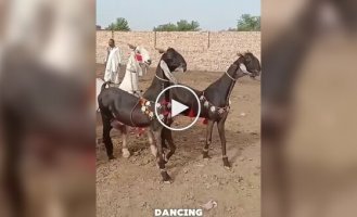 Танцующие козы