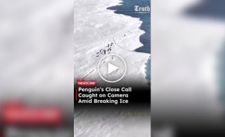A penguin in Antarctica almost floated into the ocean on a broken ice floe