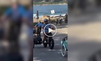 В США устроили велопробег корги в люльках