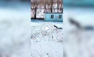 В Китае засняли эпичную погоню собак за зайцем, и по накалу страстей - это настоящий блокбастер