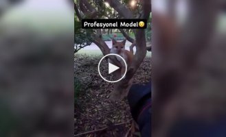 A furry fashion model