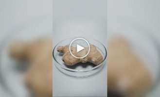 Таймплапс роста различных растений
