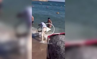 A moray eel bit a tourist on a beach in Egypt