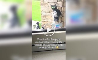 Чучело совы не помогло прогнать настырных птиц