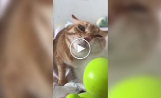 Кот и настольный вентилятор