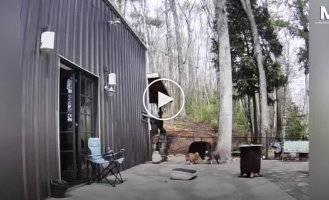 Неожиданные гости: медведи оказались на частной территории