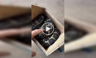 Australia in its own style: A snake took over a birdhouse