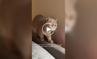 A cat's reaction to a relative in a wig