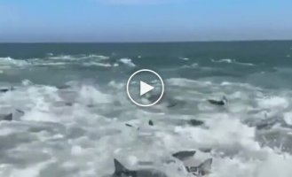 Shark Madness was filmed in the US