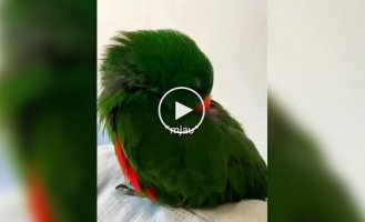 Попугай разговаривает во сне