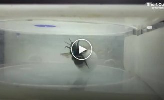 Вчені довели, що джмелі здатні вирішувати складні завдання без підготовки