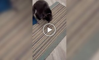 Cat brought home a snake