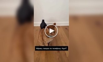 Американец придумал телефон для кошек, чтобы наблюдать за ними