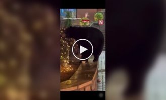 A bear came to a Christmas market in the US