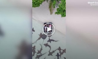 Туристки устроили необычный отдых среди акул