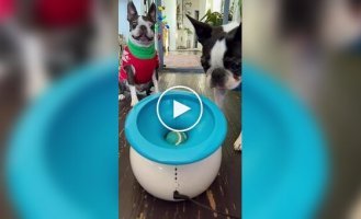 Пес любит ловить мячик