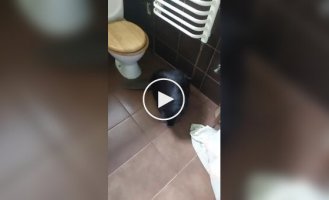 Ordinary pet in Poland