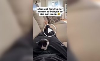 Хитрая кошка «сплавила» котят человеку, чтобы спокойно выспаться