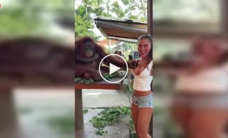 Орангутан рассмешил девушку неожиданным жестом