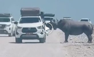 Носорог напал на туристический автомобиль
