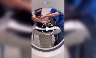 Как животным делают КТ: милота дня