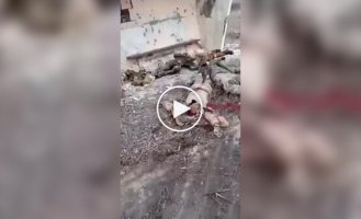 Ликвидированные оккупанты валяются на автобусной остановке