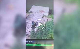 Животные (короткие видео). Выпуск 100