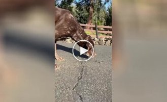 На видео сняли пса, который очень любит знакомиться с ящерками