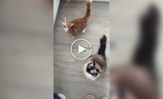 Кошки начали издавать необычные звуки