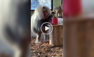 Подарок пожилому гамадрилу