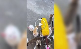 Пушистый любитель кукурузы