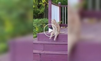 Когда пушистые забывают, как быть кошками