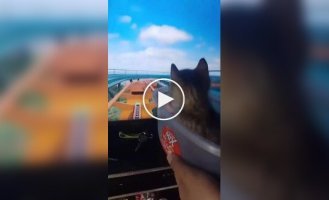 Аттракцион для котенка