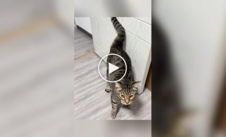 Из жизни котов