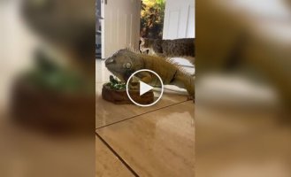 Реакція кішок на Ігуану