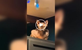 Подборка котов-шпионов