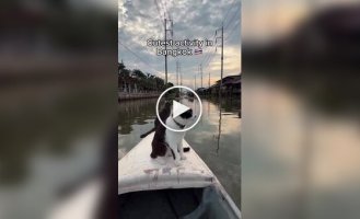 Каякинг с котами: необычная экскурсия по каналам Бангкока