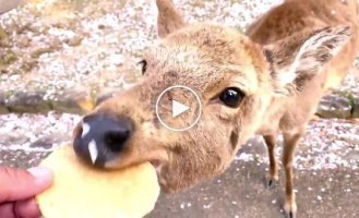 Весна в Нара: олени в парке стали частью цветущей сакуры
