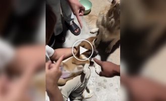 How dog owners cheat to give their animals medicine