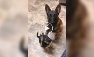 How adult dogs teach their puppies