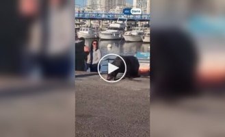 Чайка обокрала морского льва