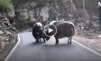 Яки заблокировали дорогу мотоциклисту в горах Индии