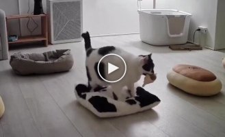 Кошка, которая ценит комфорт