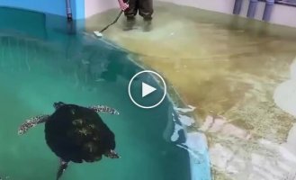 Interesting fact about turtles