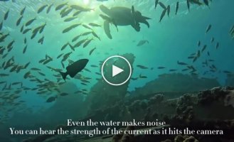 Аквалангисты специально оставили камеру на дне океана, показав красоту подводного мира