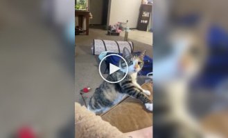 Настойчивая кошка