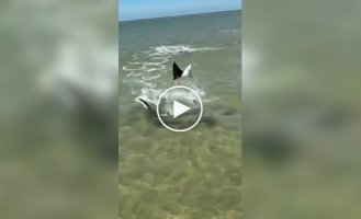 A stingray dodges a shark at the last moment