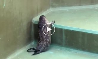 A seal's attempt to climb higher